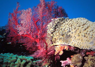 Ventagli di coloratissimi coralli.jpg