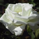 rosa_bianca