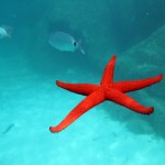 stella marina-star-fish